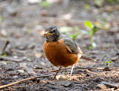 On the ground during the day with brown and black birds
